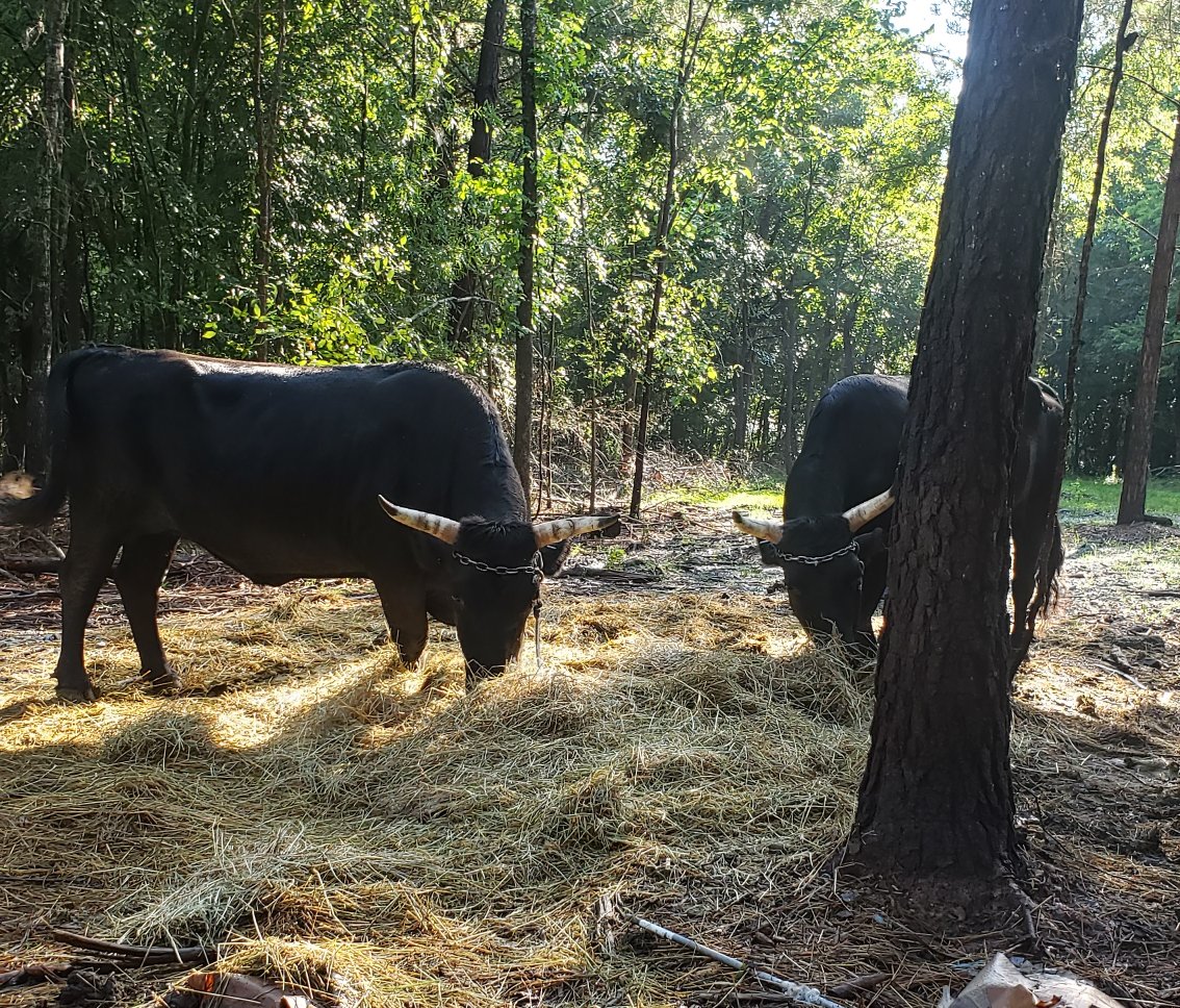 Anyway thank you for your patience and in return here are various ruminants eating breakfast.