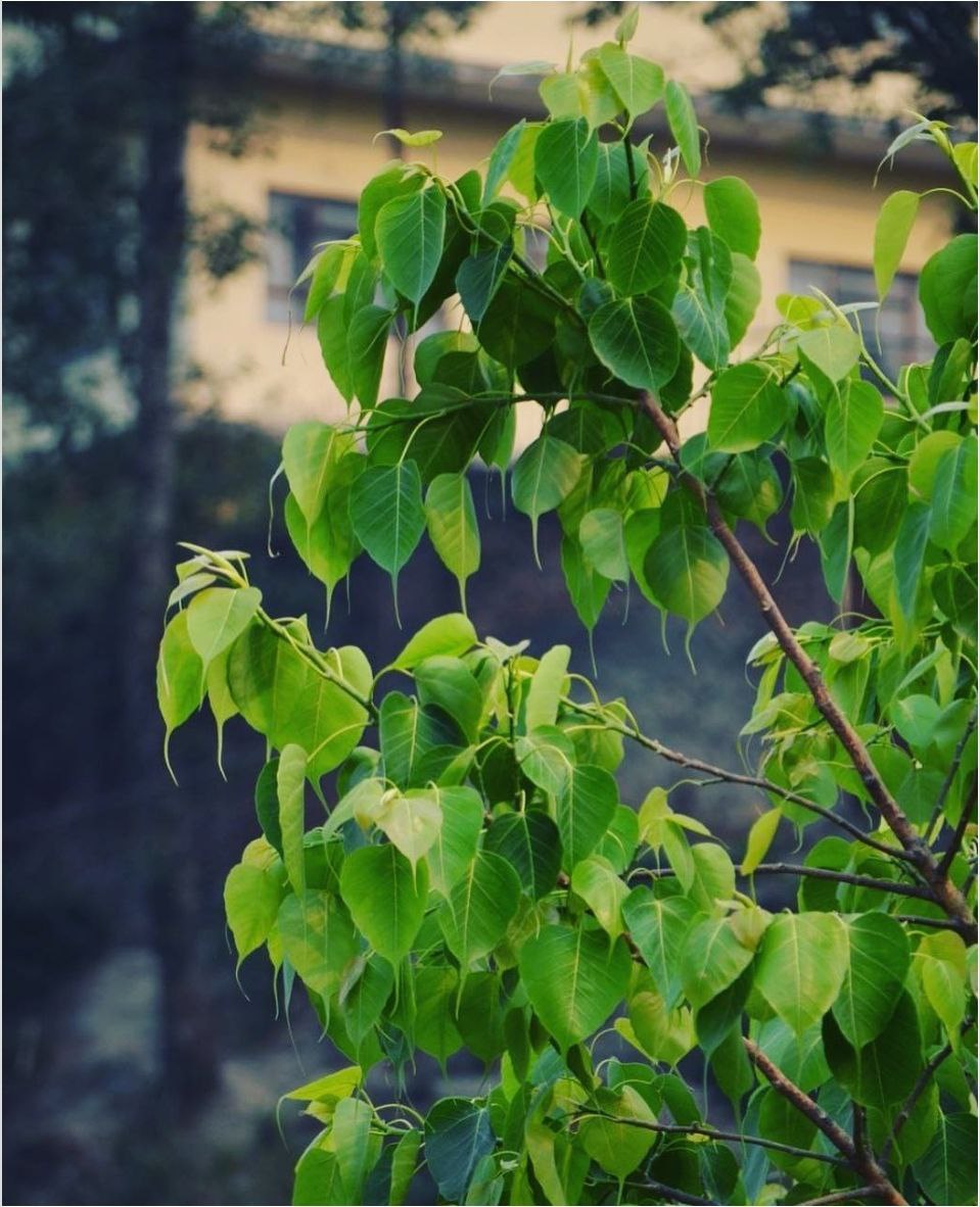 पीपल का पेड़Our ancestors knew that ‘Peepal’ is one of the very few trees (or probably the only tree) which produces oxygen even at night. So in order to save this tree because of its unique property they related it to God/religion.