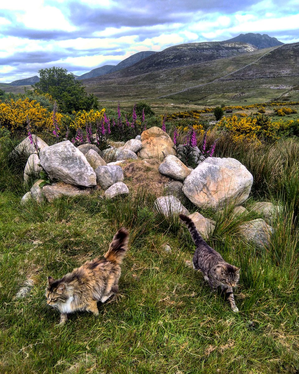 Beautiful Mourne Mountains, Co Down, N  #Ireland. Mournes are made up of 12 mountains with 15 peaks & include the famous Mourne wall (keeps sheep & cattle out of reservoir)! Area of Outstanding Natural Beauty. Partly  @NationalTrustNI. Daniel Mcevoy (with lovely cats!)  #caturday