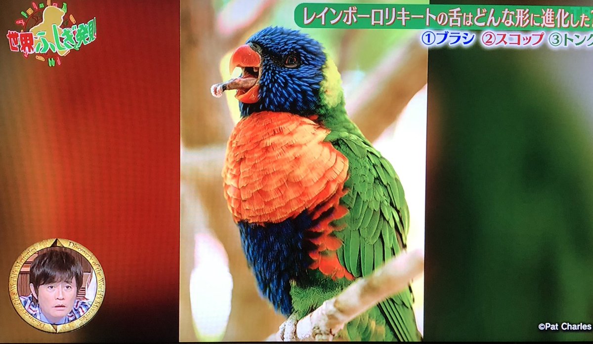 クロさん レインボーロリキート のブラシのような舌 世界ふしぎ発見 T Co Pbatl1qxtt Twitter クロさん レインボーロリキート のブラシのような舌 世界ふしぎ発見 T Co Pbatl1qxtt Twitter