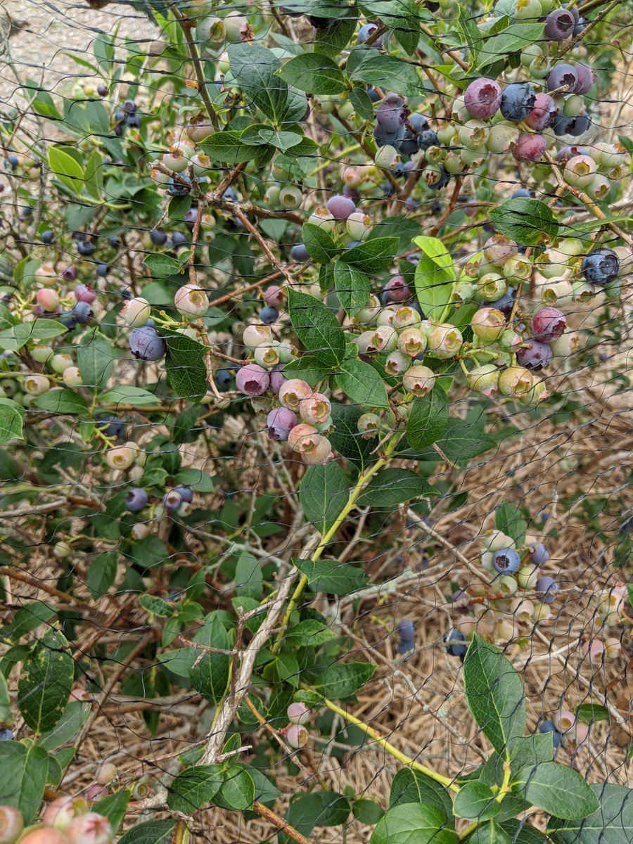 Imagine a place where kids picked fresh berries for breakfast....#certifiedorganicfarm #getoutside