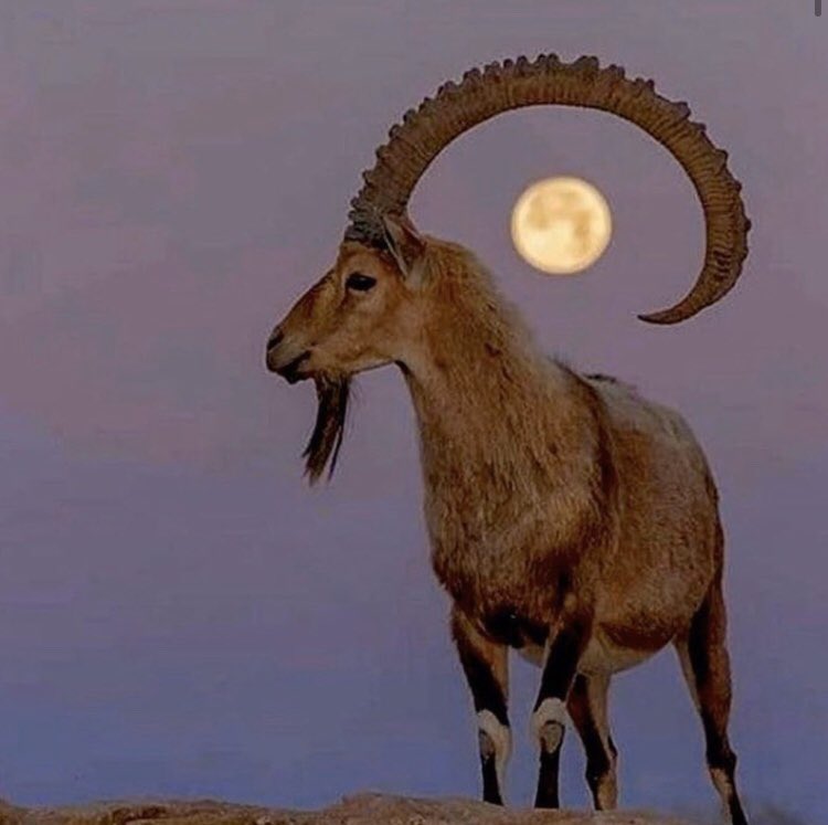 Onlar ümidin düşmanıdır, sevgilim. 
Akarsuyun,
Meyve çağında ağacın, 
Serip gelişen hayatın düşmanı . 

#dağkeçilerinedokunma