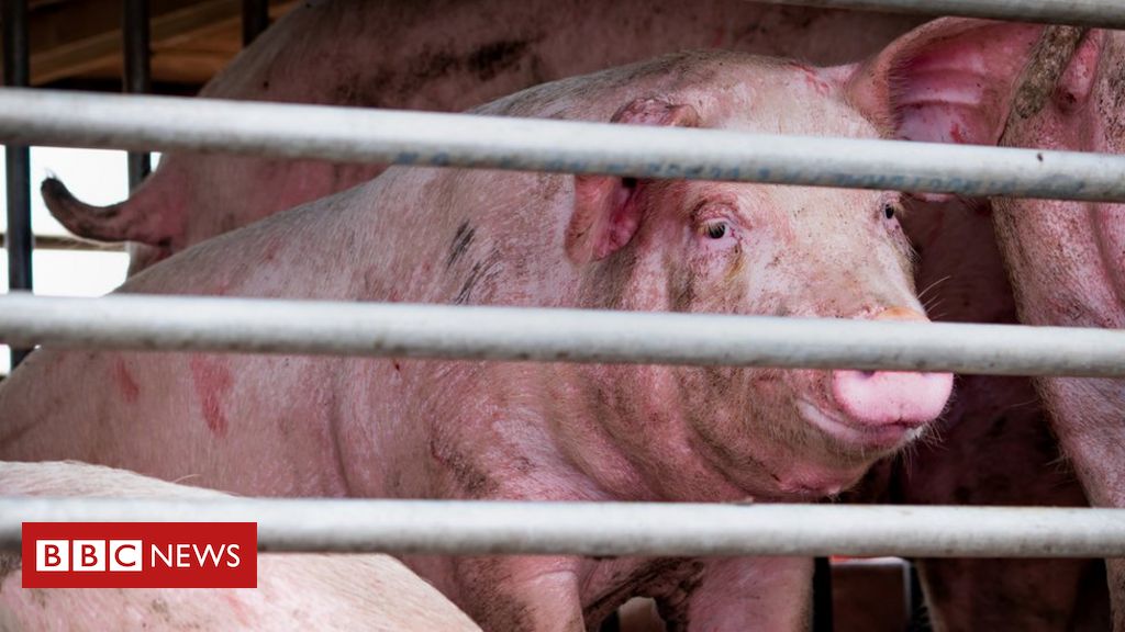 price_social's tweet image. Praying for this new strain of flu to not affect the world like Corona virus.
#Pandemic #WorldProblem #ImportantIssues bbc.com/news/health-53…