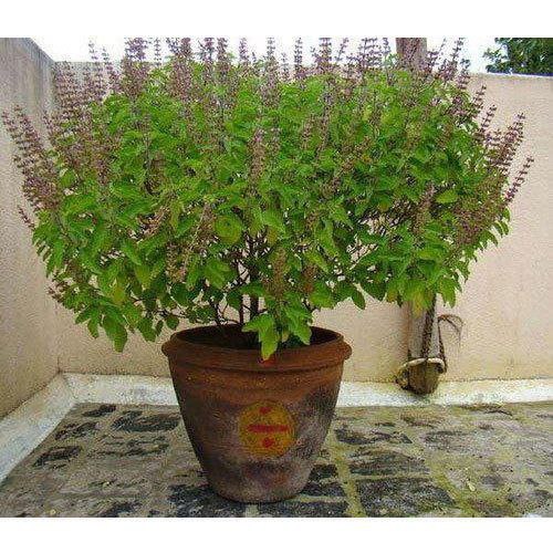 तुलसीEvery Hindu household has a Tulsi plant. Tulsi or Basil leaves when consumed, keeps our immune system strong to help prevent the H1N1 disease.Only one to release direct ozone gas.