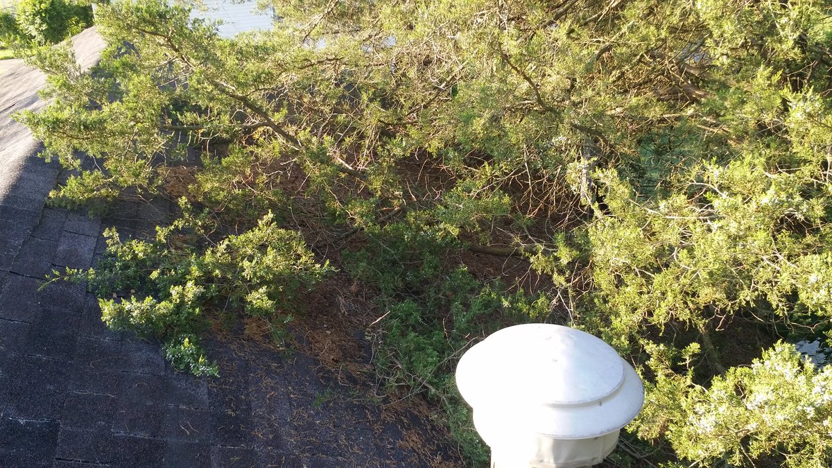 Okay on top of things early--try to beat the heat.Someone let 2 cedars grow up right next to the house, rotting detrius built up and allowed kudzu vies to take hold and grow up under the shingles  So inclearing that away I found rotten boards...under 6 layers of shingles!