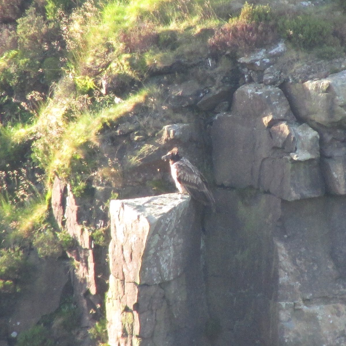 BirdingCalvert's tweet photo. The wild lammergeier this morning. #BOURC need to do the right thing https://t.co/cIaaE0VGFJ