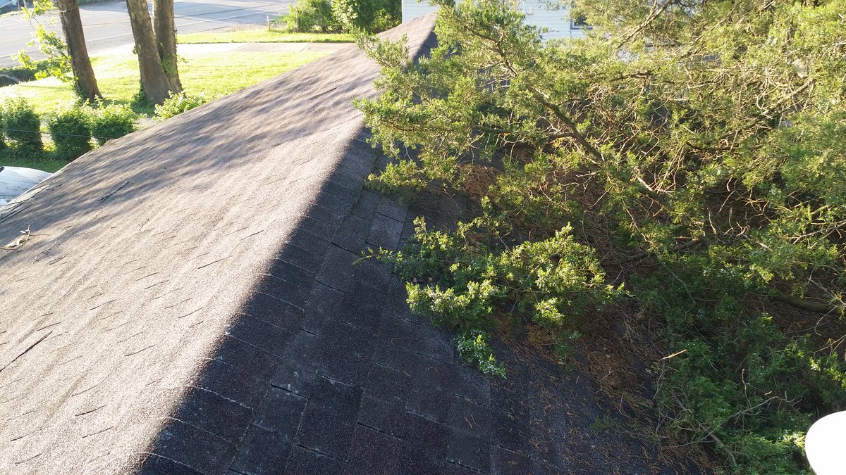Okay on top of things early--try to beat the heat.Someone let 2 cedars grow up right next to the house, rotting detrius built up and allowed kudzu vies to take hold and grow up under the shingles  So inclearing that away I found rotten boards...under 6 layers of shingles!