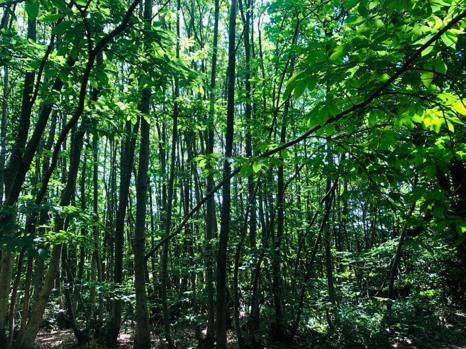 Niall Smith tweet media