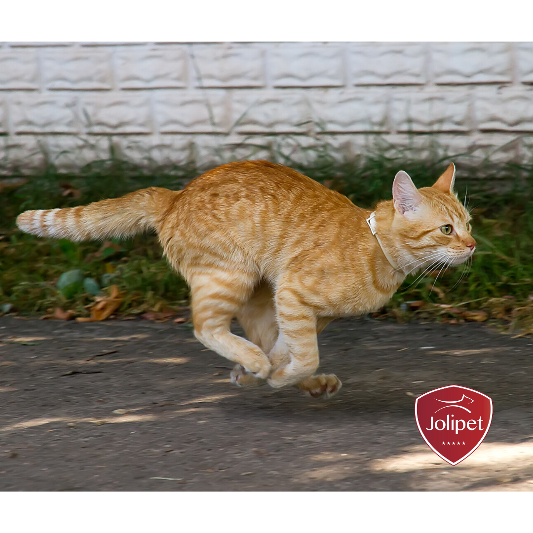 Jolipet_'s tweet photo. Wist je dat een kat een snelheid van 48 kilometer per uur kan halen?! ⚡😲 
Als ze niet aan het slapen is tenminste!... 💤😆

#bestmeow #pets #meow #lovekittens #lovecats #ilovemycat #instagood #cute #jolipet #kat #huisdier https://t.co/xytgmwN0W4