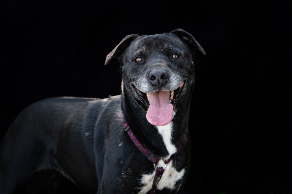 Dogtown_SA's tweet photo. Gigi is a gentle, soft natured senior lady who gets along with dogs but isn’t a fan of cats. Check out her full profile: https://t.co/T3RjdzXUHs
SMS TWITTER to 38919 to donate R10 to the care of the #Dogtowndogs. Network charges & admin fees may apply. No closing date. https://t.co/u9dyzX8Wgn
