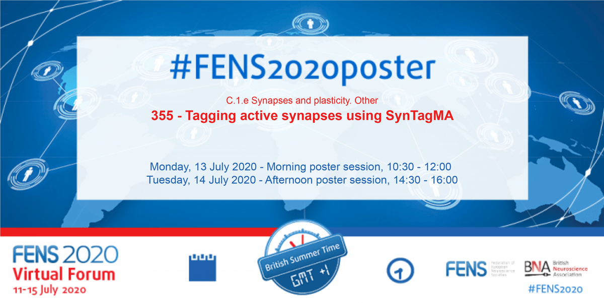 AlbertoNeuro's tweet photo. Do you want to image activity at thousands of synapses and neurons simultaneously? SynTagMA's got your back. Shine violet light on it to get a frozen footprint of (sub)cellular activity across the live brain. Check it out! #SynTagMA #FENS2020  #FENS2020poster @OertnerLab @SimWieg https://t.co/Sy92xU53Ik