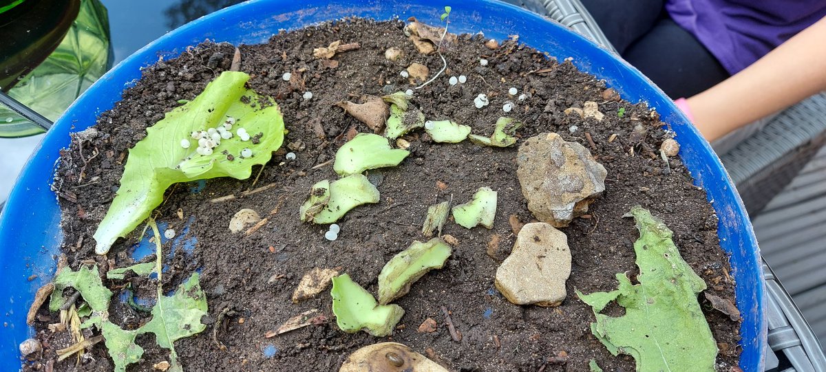 Mrs M (@tegiwegi) on Twitter photo J and I are very excited to have eggs from the snail they fostered from the garden! Waiting patiently for them to hatch π§π <a href="/Rhinoclass1/">Rhinoclass</a> <a href="/Lionsclass/">Lion Class</a> <a href="/LeopardClass/">Leopards Class</a> <a href="/GazellesClass/">GazellesClass</a> J and I are very excited to have eggs from the snail they fostered from the garden! Waiting patiently for them to hatch π§π <a href="/Rhinoclass1/">Rhinoclass</a> <a href="/Lionsclass/">Lion Class</a> <a href="/LeopardClass/">Leopards Class</a> <a href="/GazellesClass/">GazellesClass</a>