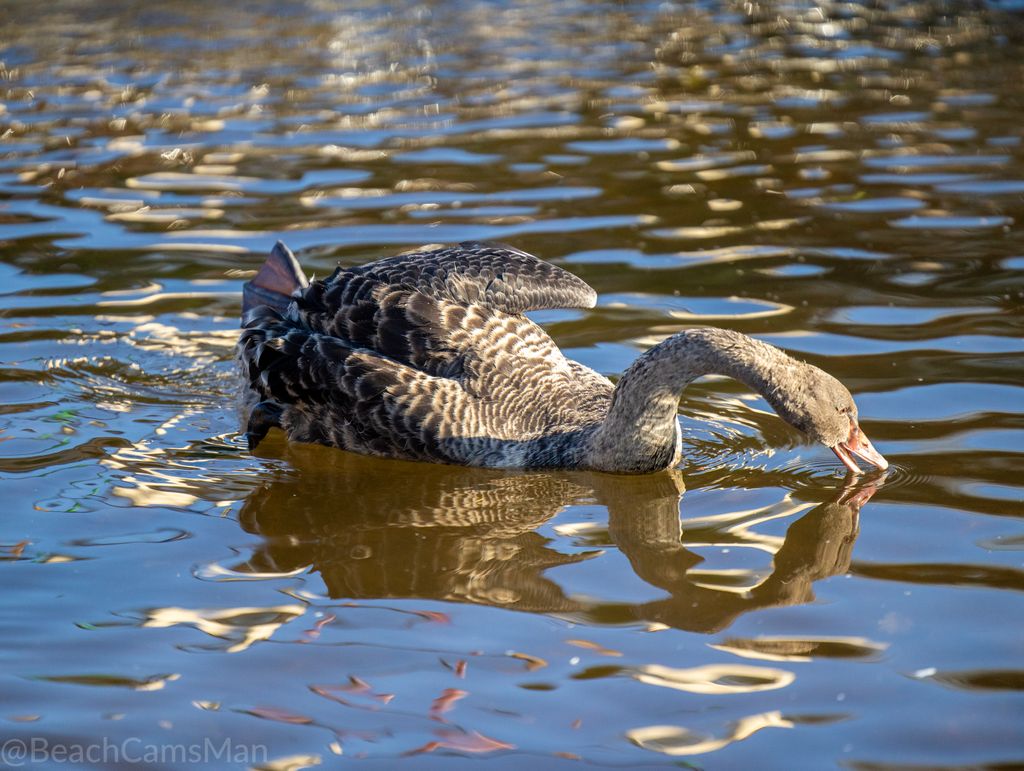 CoastCams247's tweet photo. One of the youngest cygnets having a stretch on the brook.
#visitdawlish #swanlovers #swan #swans #swanqueen #swanlake #birdlovers #swanlife #wildswans #swansong #swansongs #cygnets #nativebirds #waterbird #blackswan #cygnetsofinstagram #swansofinstagram https://t.co/WsLfBHOMAi