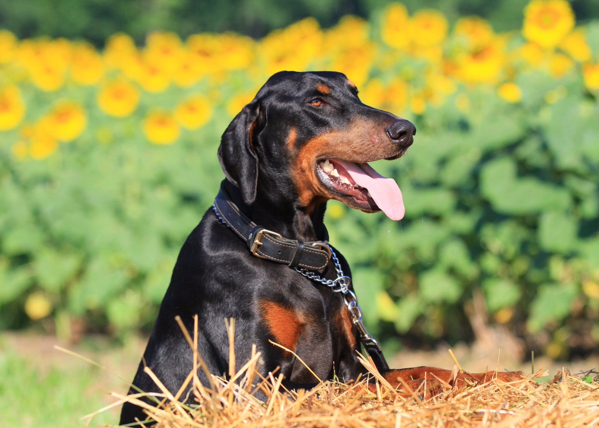 Treasured Photos by Becca knocked it out of the park with these gorgeous photos of Rommel at the Alvis Farm Sunflower Festival in Goochland. Please stop by for a visit and photo shoot.