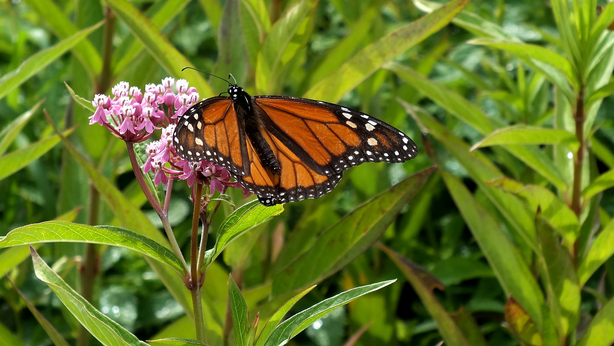 friendsTBcon's tweet photo. Visit the award winning #Pollinators Garden at #ThunderBay's Centennial Botanical Conservatory. Loved by bees, butterflies and people alike!
#tbaylovin #CleanGreenBeautiful #tbay #GreenSpace #WellBeing #QualityOfLife #GreenInfrastructure https://t.co/1fNloP78nn