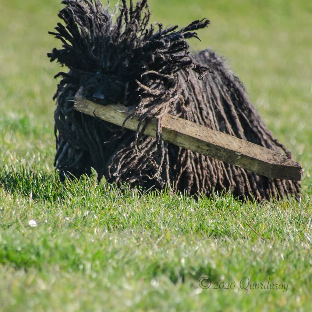 ZebPuliZeb's tweet photo. #Day107 of #SocialDistancingMops
.
Who’s up for a game of cricket? Prefer rounders myself but if it involves a ball I’m up for it🐾
.
.
#HungarianPuli #Manchester #DreadlockDog #NotADogDog #Kutya #HungarianPuliOfInstagram #Doggo #WeRateDogs #MopDog #H… https://t.co/wVTbZbow6g https://t.co/wNzgmFZmkX