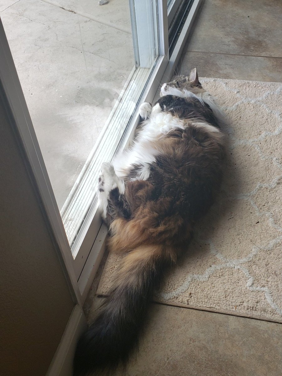 UnitedWayKim1's tweet photo. #weekendgoals My friend Rosie has the right idea. Stay inside, stay safe. https://t.co/sDdzuUV3aH