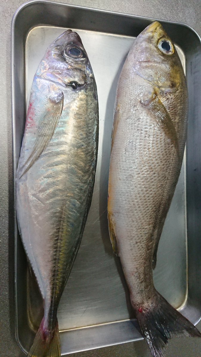 魚をさばく