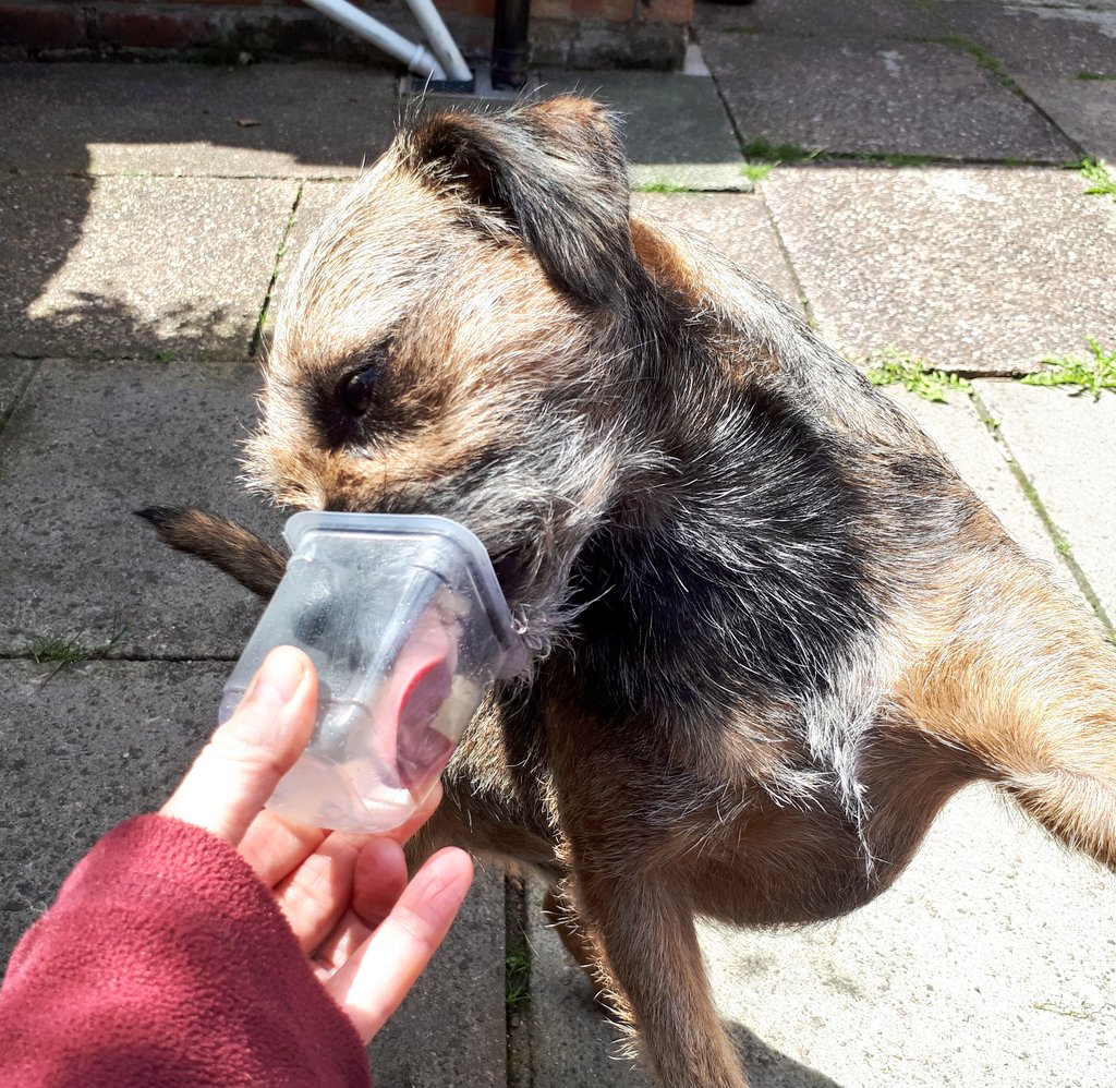 mabelandstanley's tweet photo. Just bin assisting hoomum wiv her yogurt pot 😋😋 #helpfulboy #BTPosse #dogsoftwitter https://t.co/C5POKeiVvn