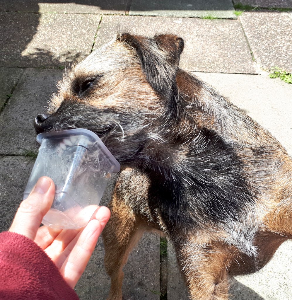 mabelandstanley's tweet photo. Just bin assisting hoomum wiv her yogurt pot 😋😋 #helpfulboy #BTPosse #dogsoftwitter https://t.co/C5POKeiVvn