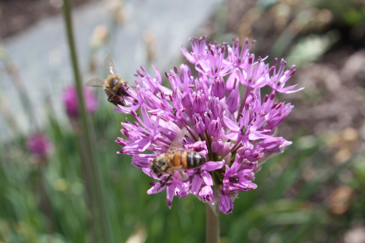 friendsTBcon's tweet photo. Visit the award winning #Pollinators Garden at #ThunderBay's Centennial Botanical Conservatory. Loved by bees, butterflies and people alike!
#tbaylovin #CleanGreenBeautiful #tbay #GreenSpace #WellBeing #QualityOfLife #GreenInfrastructure https://t.co/1fNloP78nn