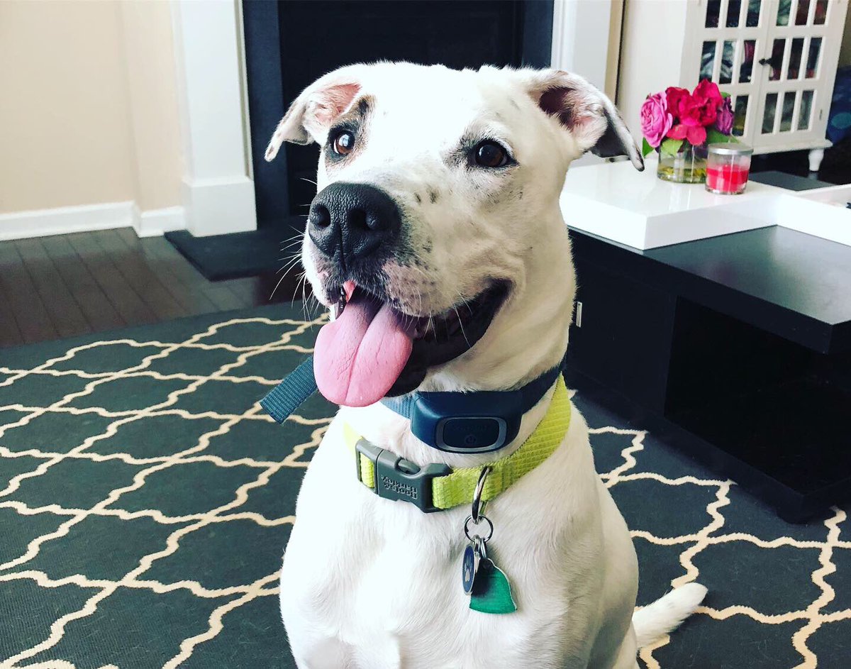 natbanner's tweet photo. @Reverse2k My boy, Maverick https://t.co/CBx1xVChYL
