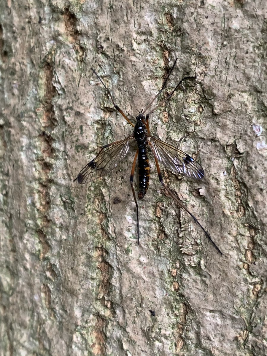 Phantom Cranefly - so beautiful but so often overlooked!!! <a href="/kiwibyrne/">Ciarán Byrne</a>, <a href="/BOMaoileoin/">Ben Malone</a>