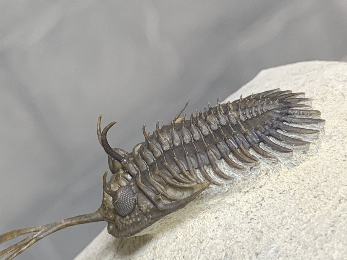 約4億年前の三葉虫の仲間の化石 保存状態がそこらへんのクワガタよりエグいくらい綺麗 ロマンや 考古学者の努力を褒めたい Togetter 約4億年前の三葉虫の仲間の化石 保存状態がそこらへんのクワガタよりエグいくらい綺麗 ロマンや 考古学者の努力を褒めたい Togetter
