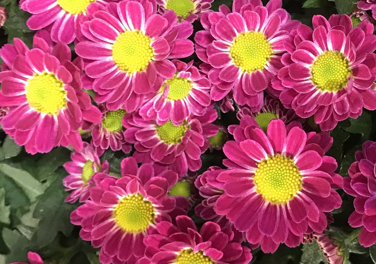 livewirelois's tweet photo. Happy Saturday Twitterworld 🙋‍♀️🧡V💗R💙 https://t.co/5LpQrpAB1u