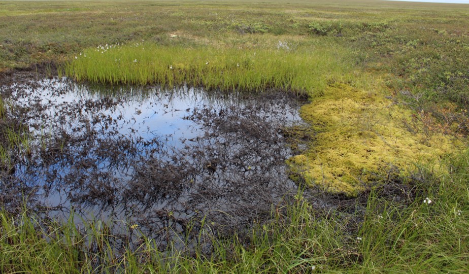 Ron_Rotbarth's tweet photo. My first co-authored paper! Super excited! Vegetation succession in the Siberian tundra is strongly coupled to permafrost dynamics. Degraded permafrost may recover through these trajectories but on a much longer timescale. https://t.co/8jo1Qc7eeT #Arctic #tundra #ClimateChange https://t.co/TmzLdsLlvd