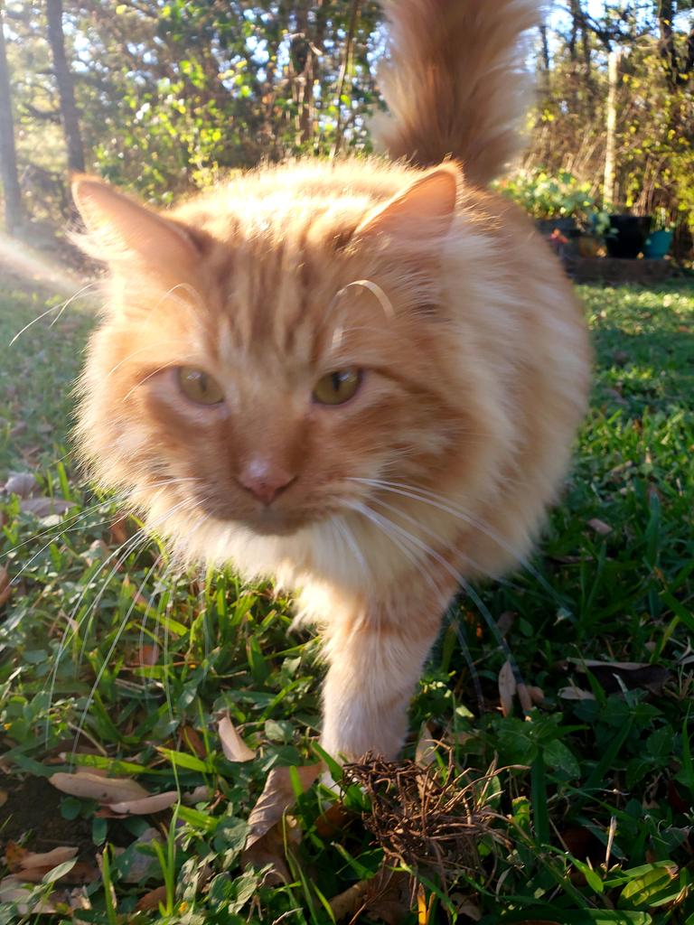 juelkitty's tweet image. Cletus strolling to #Caturday #gingerrules #biggiepaws #CatsOfTwitter