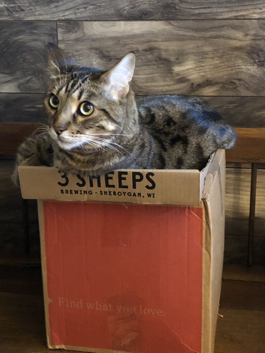 enchiballs's tweet photo. @3SheepsBrewing no fancy cat beds in this house! https://t.co/DuMM5wrETo