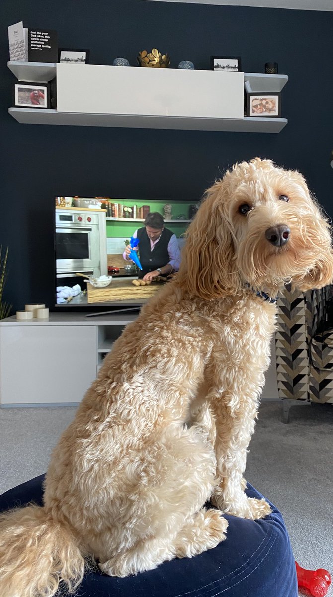 KerryNotley's tweet photo. @SundayBrunchC4 @simonrim This is Bailey just chilling out on the footstool 😀 https://t.co/yHkOnmq7Sj