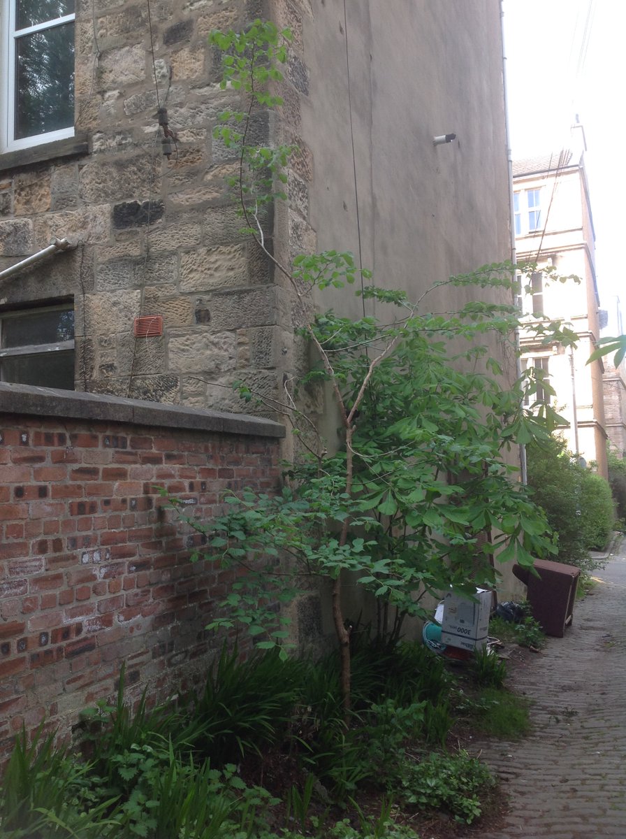 Hal_Duncan's tweet photo. Day 119 of #100DaysOfPlants, and it really is the penultimate day, we're down to the last two, this one being wych elm, we think, possibly. Sadly, like the horse chestnut & the sycamore with it in the lane, it really shouldn't stay, cause it'll grow huge and fuck the foundations. https://t.co/HixRvQYFu6