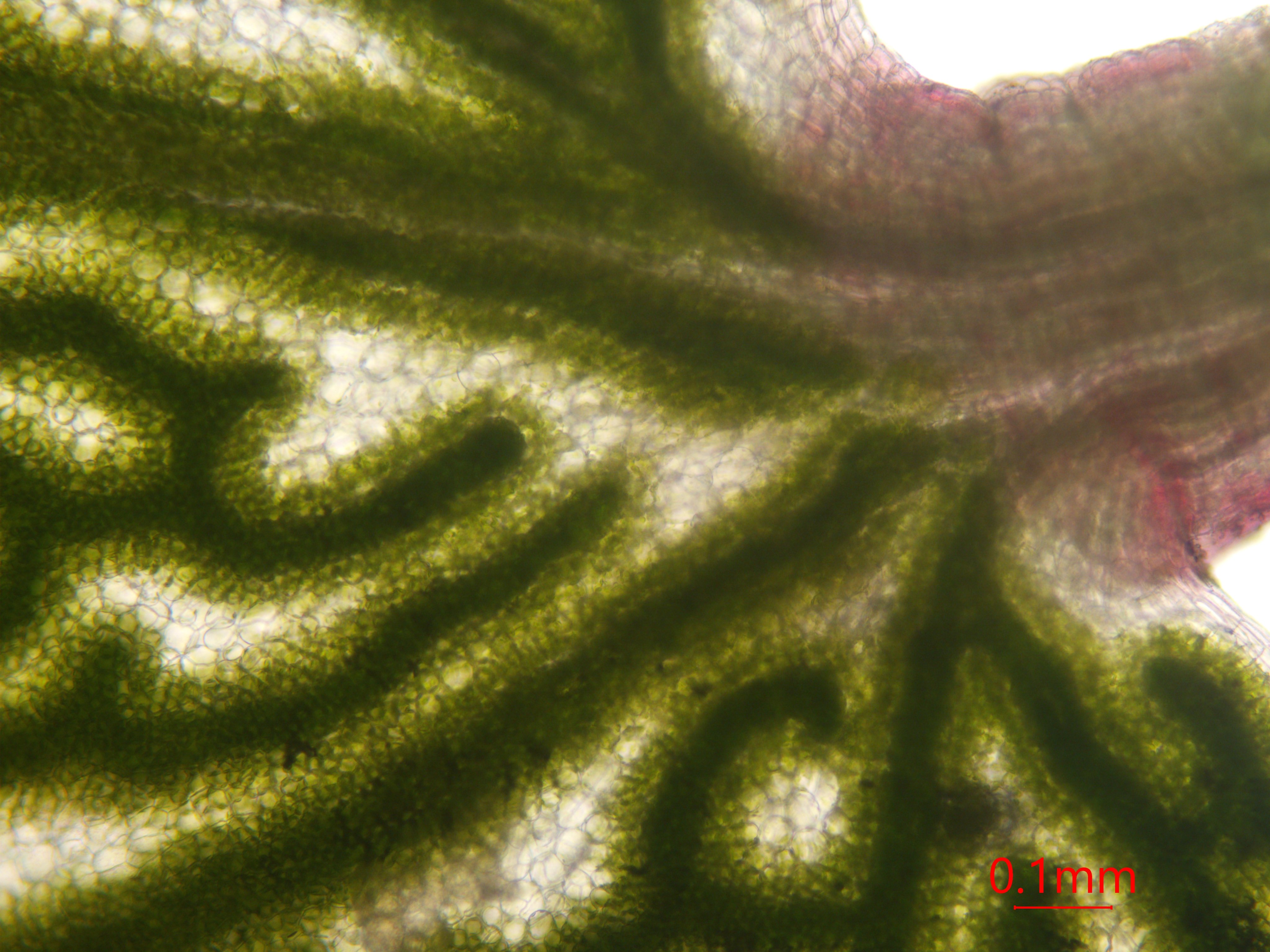 植物顕微鏡写真 趣味 他に葉脈がはっきり見える植物として異圧葉というのがあります 写真はブドウ こちらは葉 緑体を持たない維管束鞘延長部が葉の上下を貫くように伸びることで 葉脈が透けて見えています コニシキソウとは同じく葉脈を見ているはず