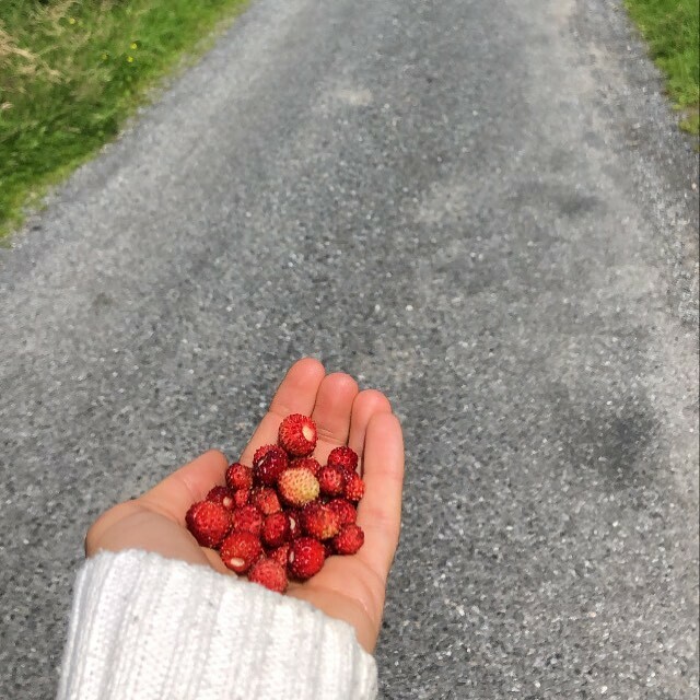 app_sprout's tweet photo. Wild strawberry picking the other day 🍓🍓🍓 It is so nice to be out walking in nature and to come across fresh fruit growing and then picking through the ripe and unripe, we found handful upon handful and it felt like such a novelty to be picking them ourselves 🌱Here at Sp… https://t.co/3smUPGgAwf