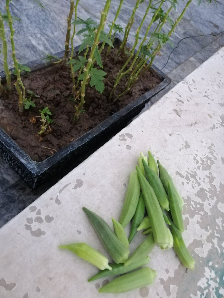 DrSadiaKhalid's tweet photo. Fresh and organic ladyfingers from our roof
We must need to promote concept of #RoofFarming in Pakistan
I also use to make green tea with gresh ginger and mint leaves https://t.co/6clMpFEAuE