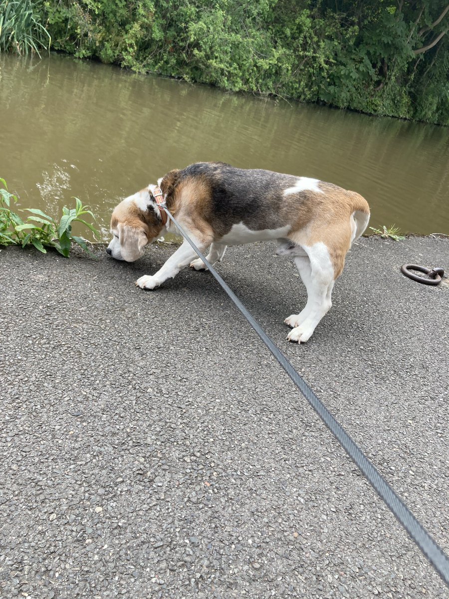 Lovely #Walkies with Daddy! :) @dannypayne81