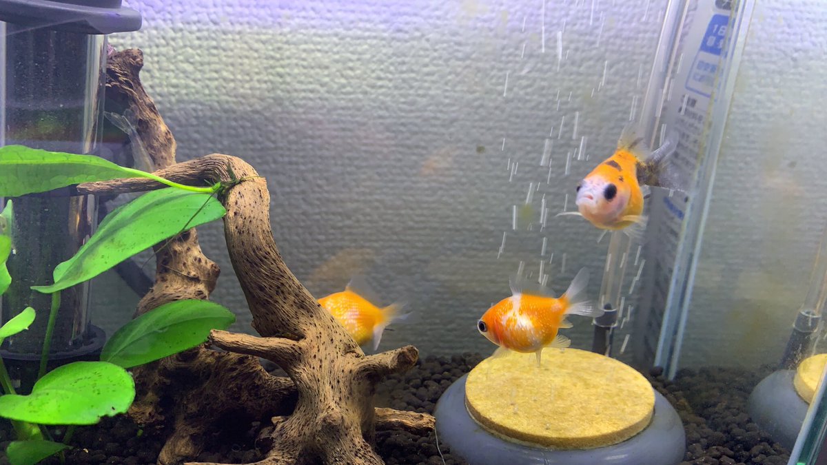 ミキ 亜生 弟 助六がリビング その隣の部屋に兆猛丹猛 寝室には銀次郎と藤 台所に金魚とエビ そして脱衣所にも治療中の金魚 あとはトイレだけやな