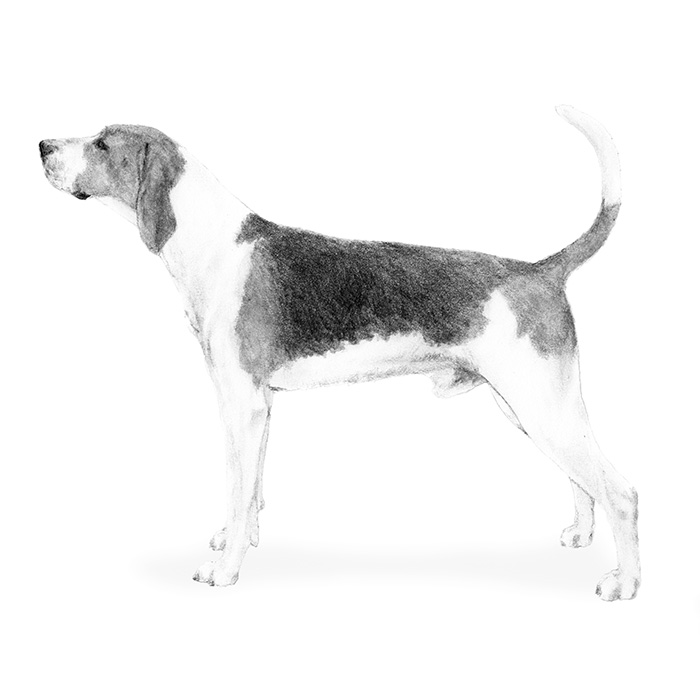 NPurebredDogDay's tweet image. #NPDD: The #Treeing Walker Coonhound is a genuine American favorite, nicknamed "The People’s Choice."