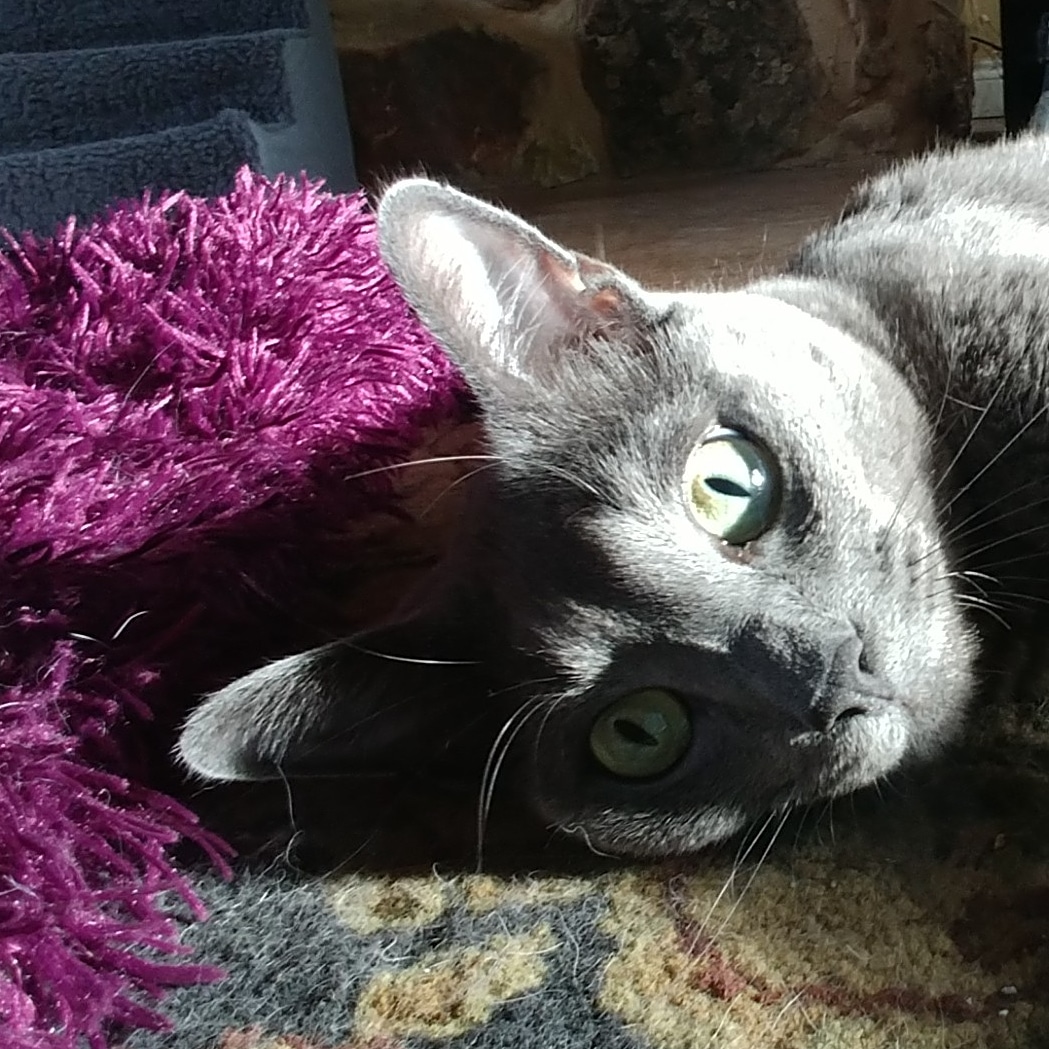 _shawnna_'s tweet photo. Always ❤ #Caturday! #CatsOfTwitter https://t.co/CPDKGE3MZ2