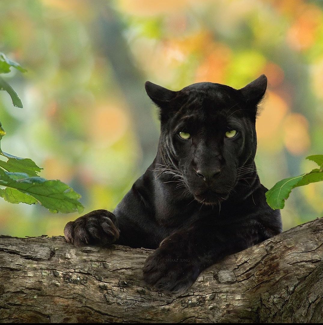 ketan83's tweet photo. #Bagheera In Real ❤️❤️

Saya, the lovable black panther from Kabini.These beautiful photographs are taken by @shaazjung
Such An Amazing Capture By Him. 
Do follow him on https://t.co/oUvjNFbLMh https://t.co/oQESTZ1Kj3