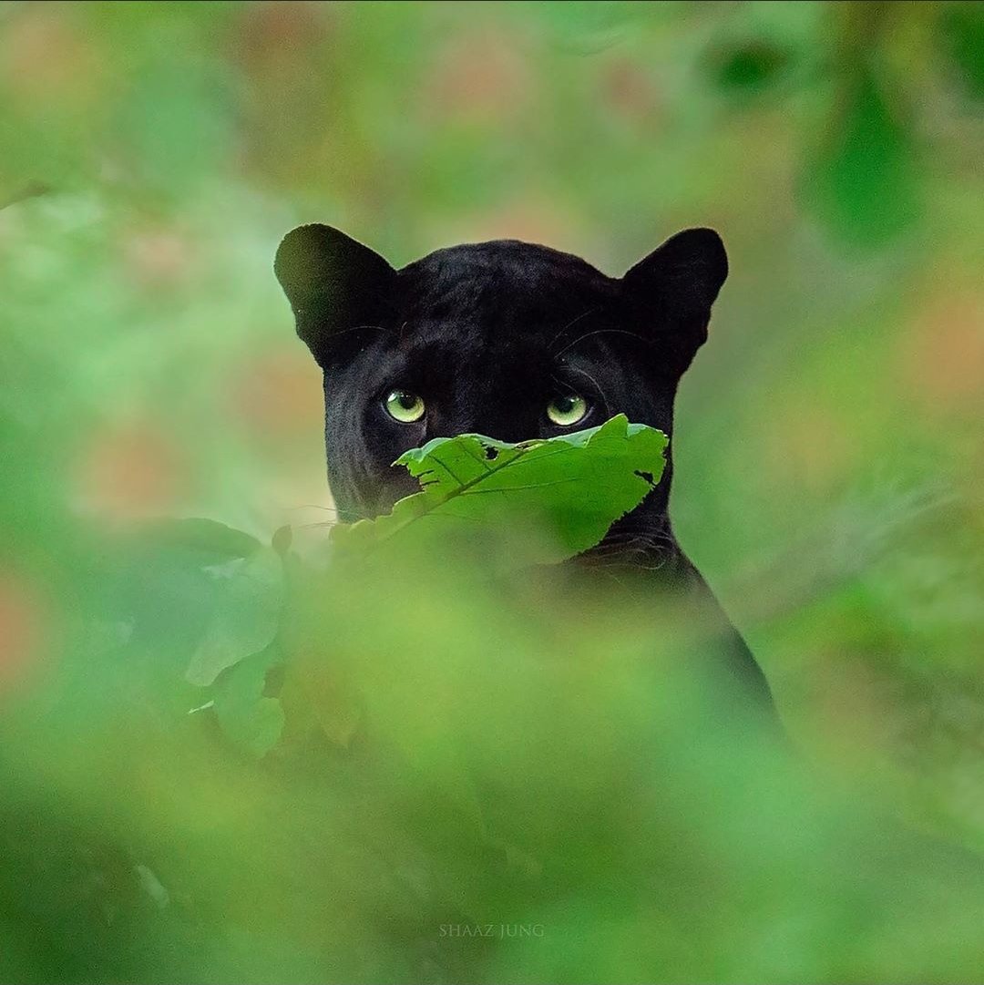 ketan83's tweet photo. #Bagheera In Real ❤️❤️

Saya, the lovable black panther from Kabini.These beautiful photographs are taken by @shaazjung
Such An Amazing Capture By Him. 
Do follow him on https://t.co/oUvjNFbLMh https://t.co/oQESTZ1Kj3