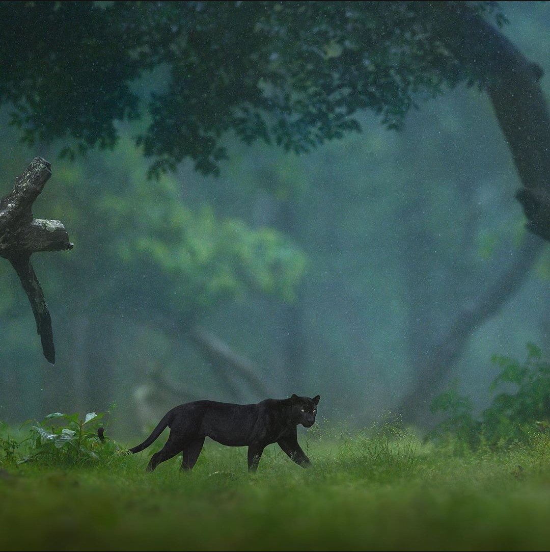 ketan83's tweet photo. #Bagheera In Real ❤️❤️

Saya, the lovable black panther from Kabini.These beautiful photographs are taken by @shaazjung
Such An Amazing Capture By Him. 
Do follow him on https://t.co/oUvjNFbLMh https://t.co/oQESTZ1Kj3
