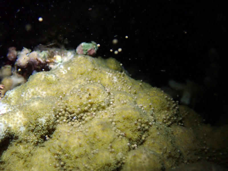 サンゴの産卵 Twitter Search