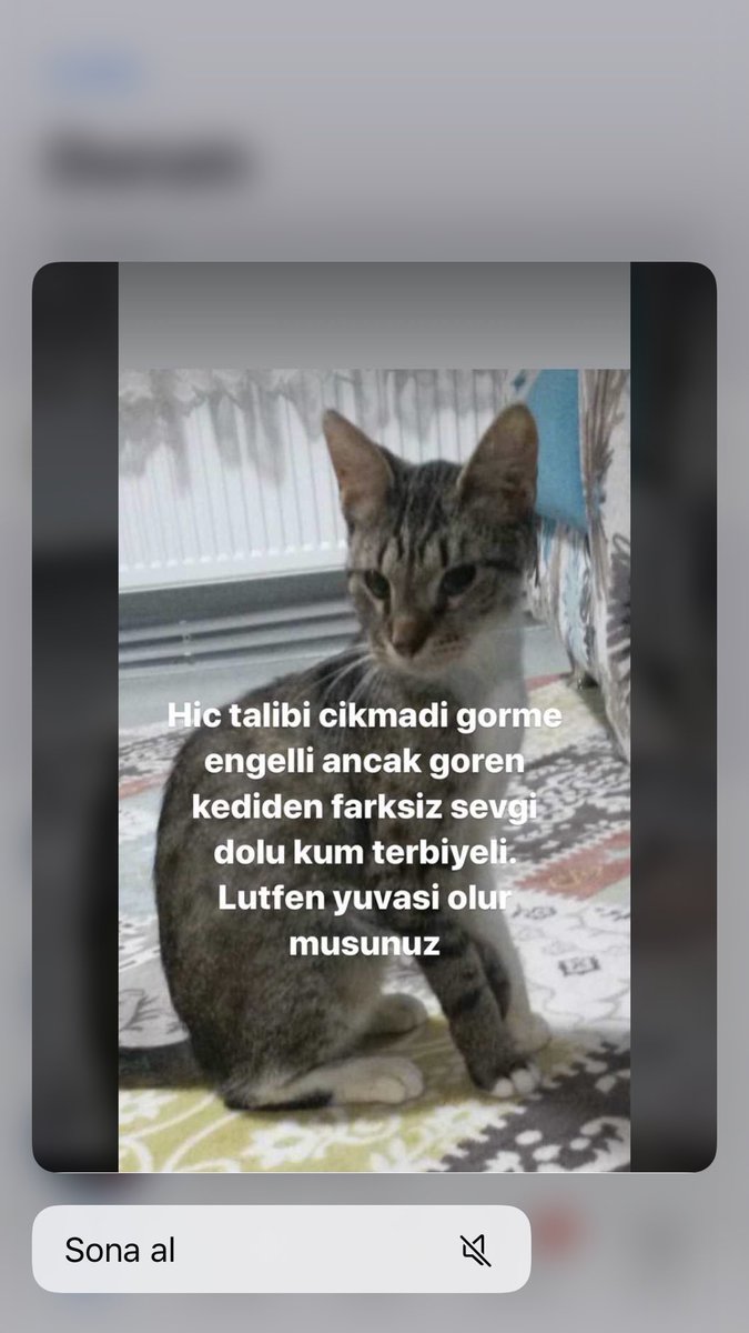 #unutma #Αγια_Σοφια GÖRME ENGELLİ COCUK COK KEDİ NUFUSU OLAN BİR EVDE SÜREKLİ KORKUYOR,SAKLANIYOR. LÜTFEN ONA YUVA OLUN +90 541 342 91 05