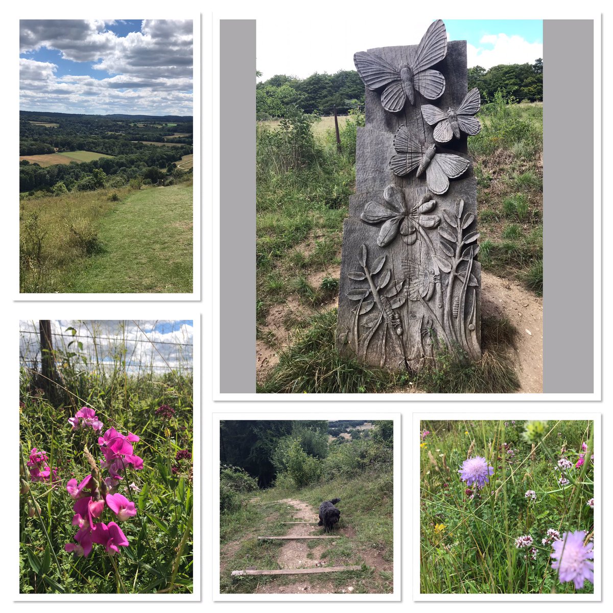 Whiffenpuff's tweet photo. A nice 5 mile walk for doggo and me☺️ found a new route with lots of hills which I can add on to a NDW section run, what we went down we had to come back up 👌🏻  #surreyHills #DenbiesHillside https://t.co/qNLPXCMhs0