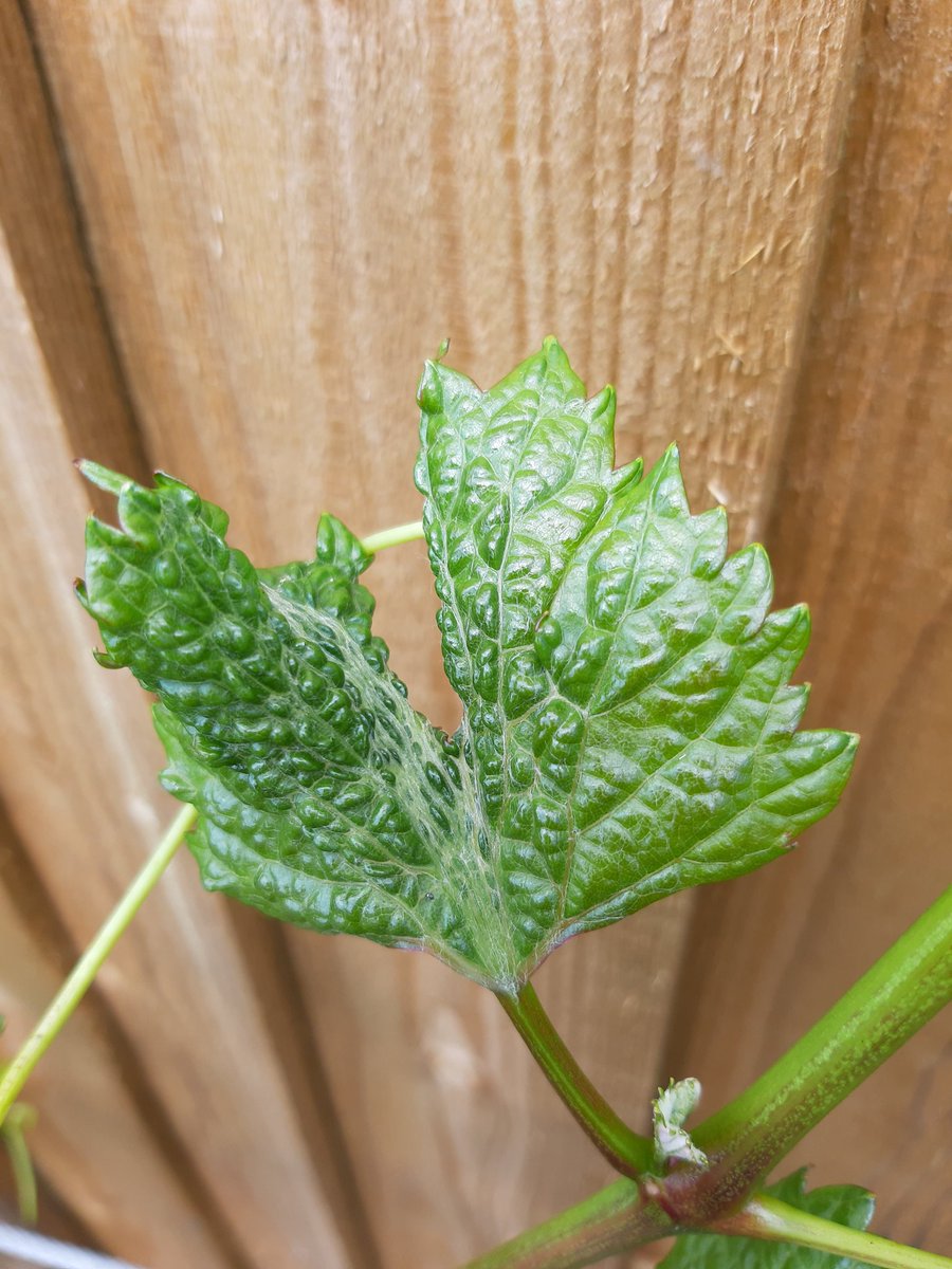 Bath Vines tweet media