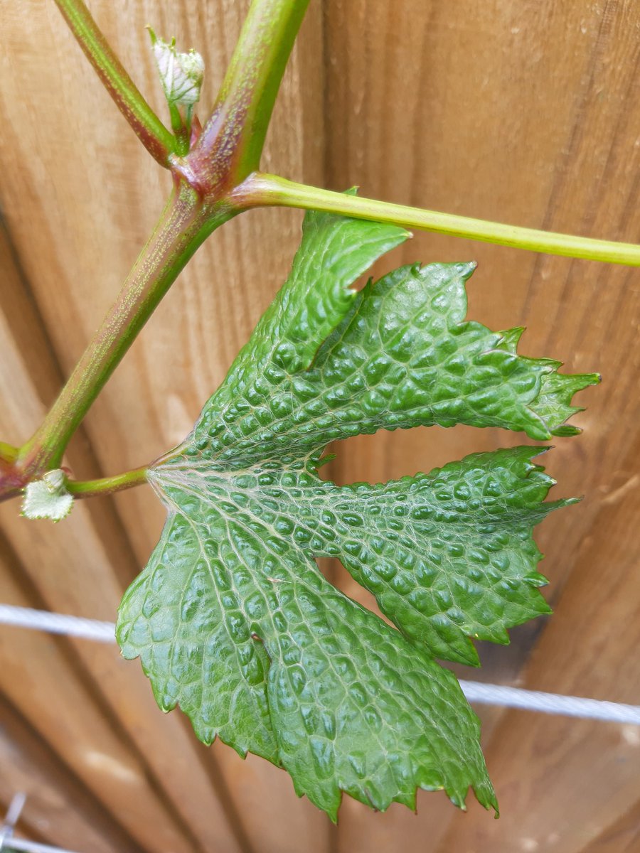 Bath Vines tweet media