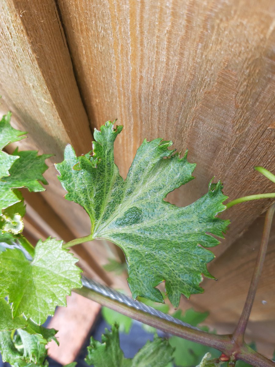 Bath Vines tweet media